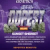 Premium Sunset Sherbet Indica Flower